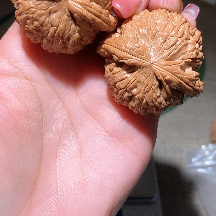 用****245尺寸白狮子！好运连连