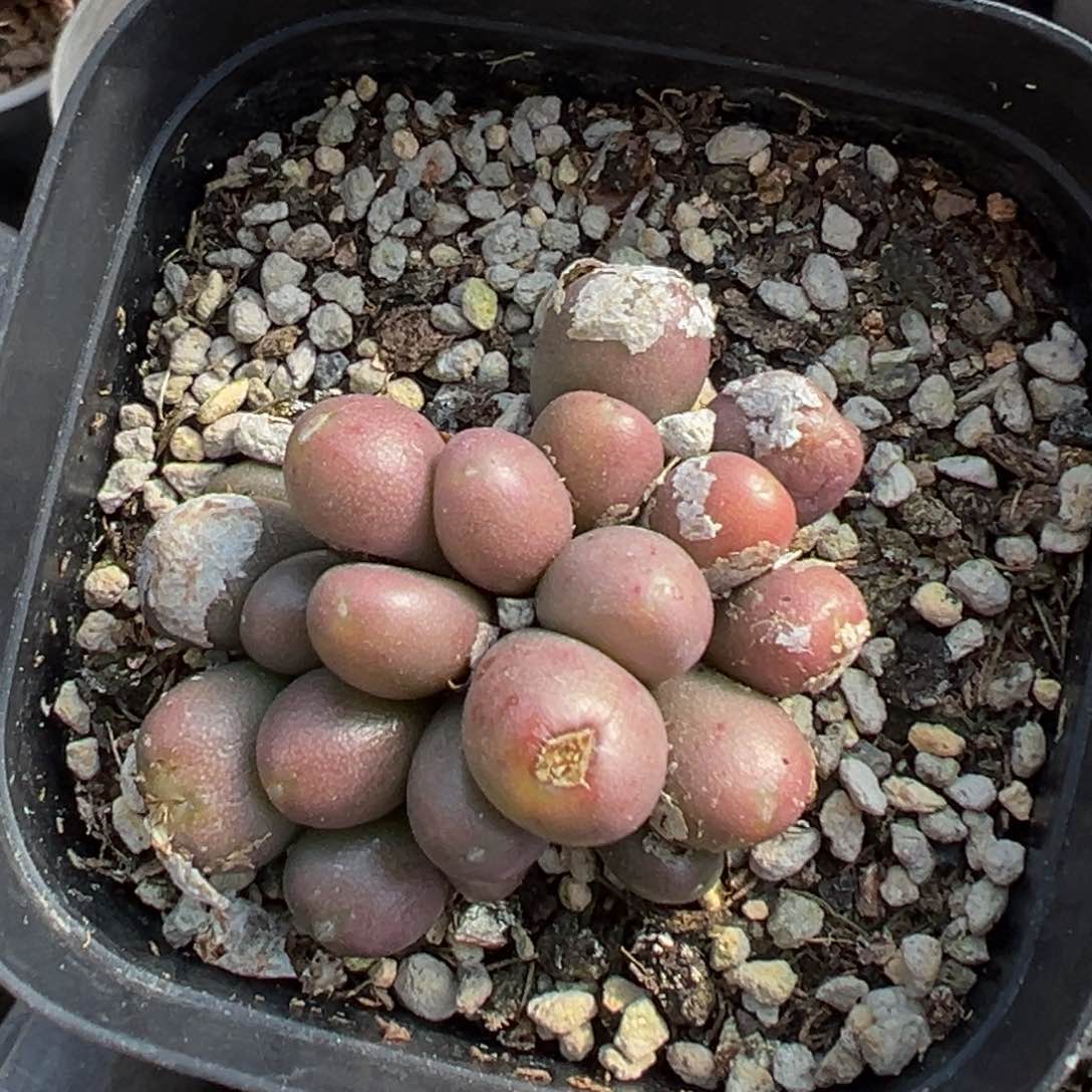 多肉植物111111111111111