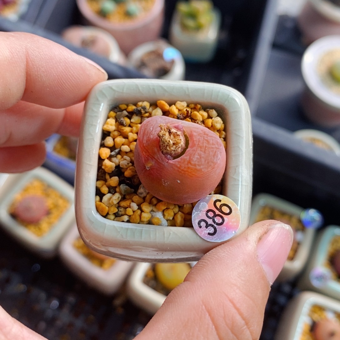 都****）6766--一物一拍 带盆