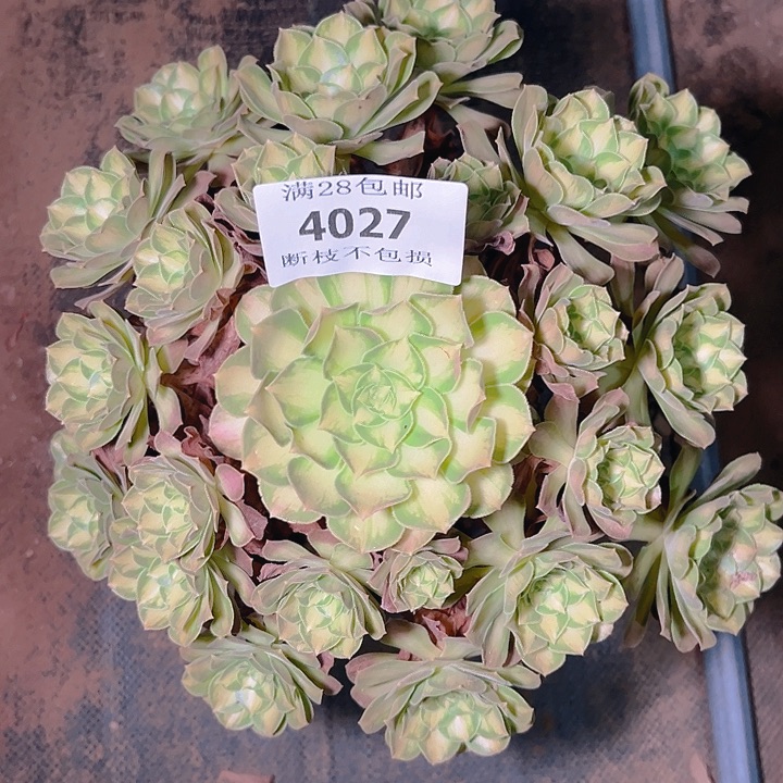 4027韶华多肉植物
