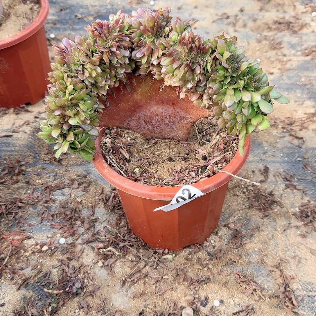 102万缀一颗满28包邮