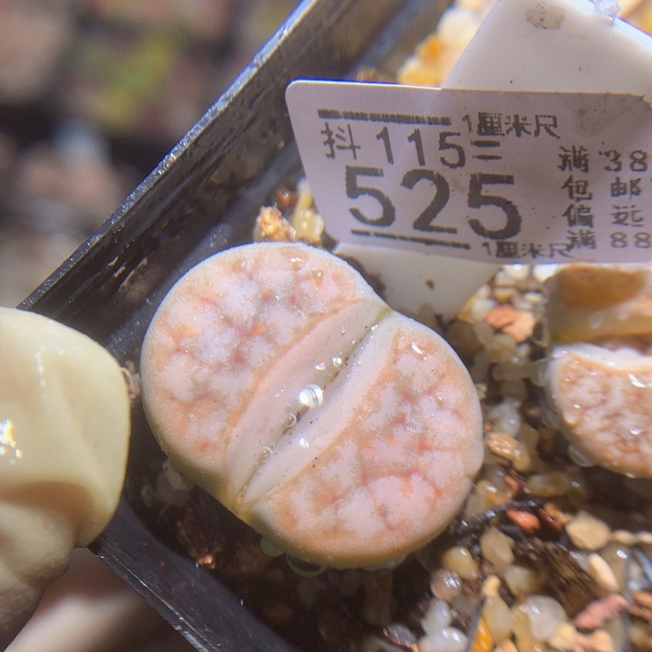 精品生石花115.525