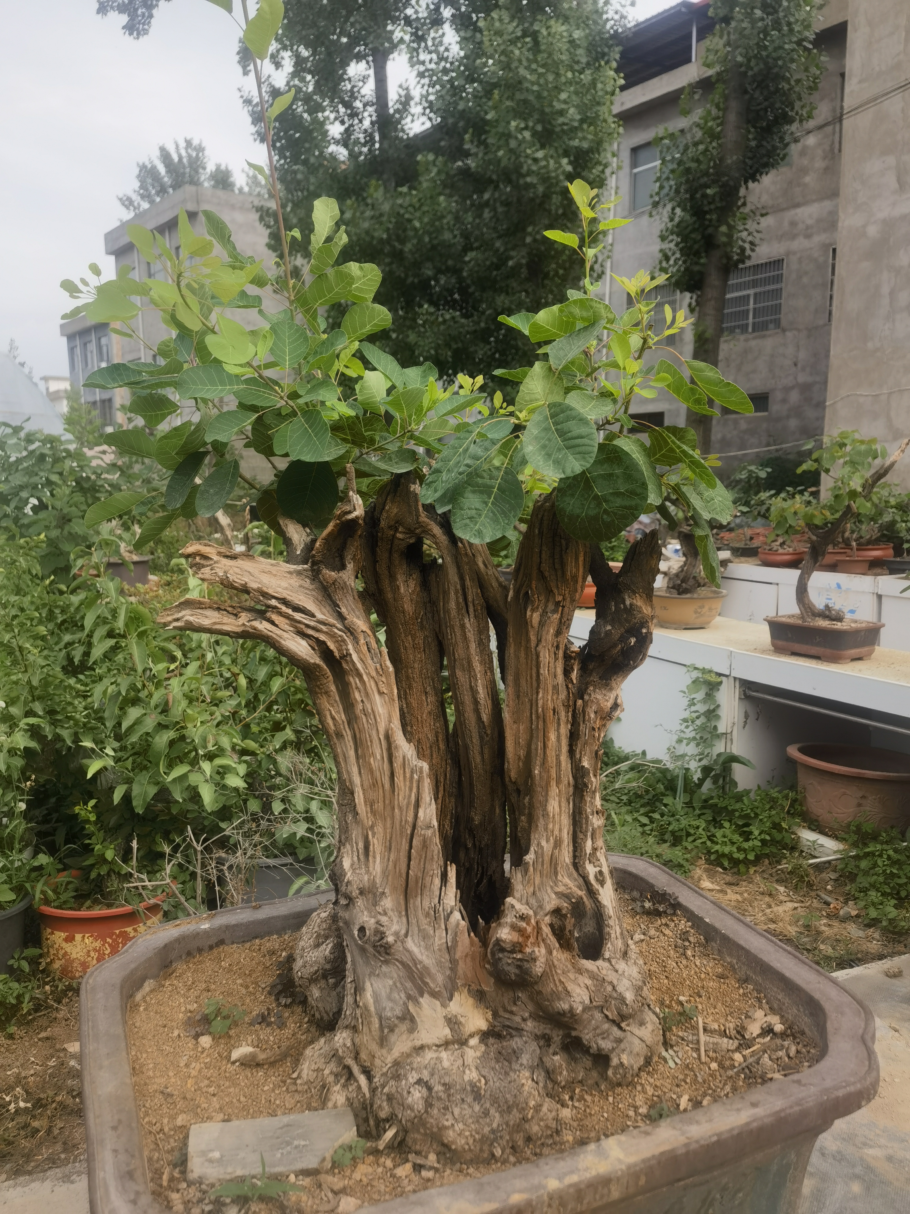 精品矮霸白骨舍利黄炉