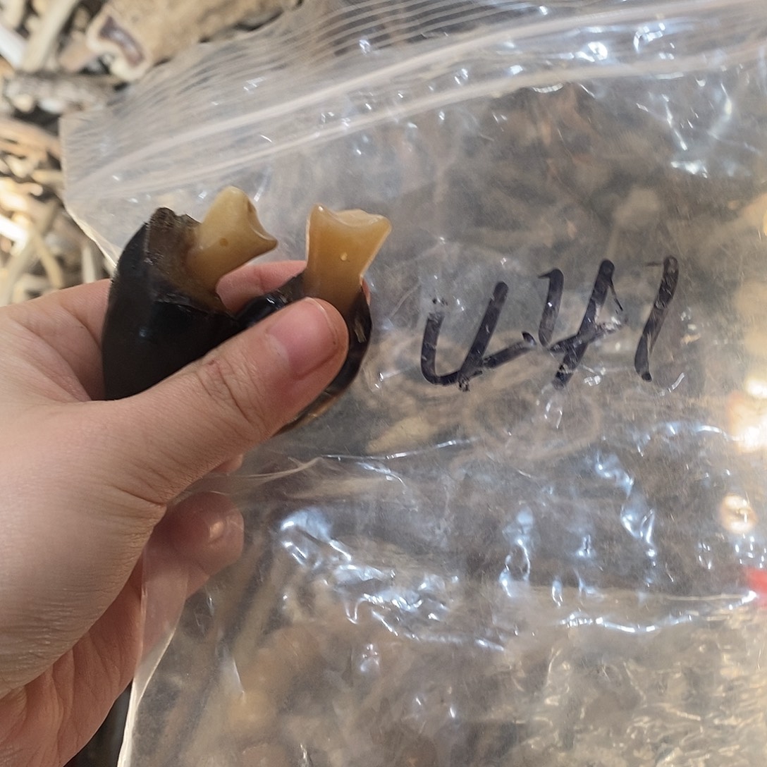 非金属鹿角鹿角鹿角