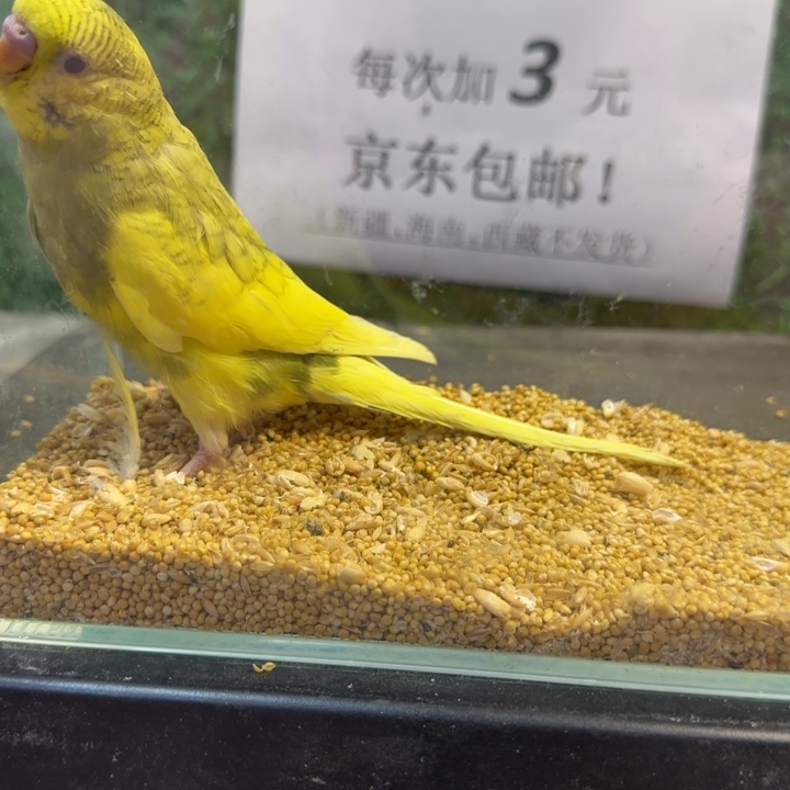 虎皮鹦鹉大头虎皮鹦鹉