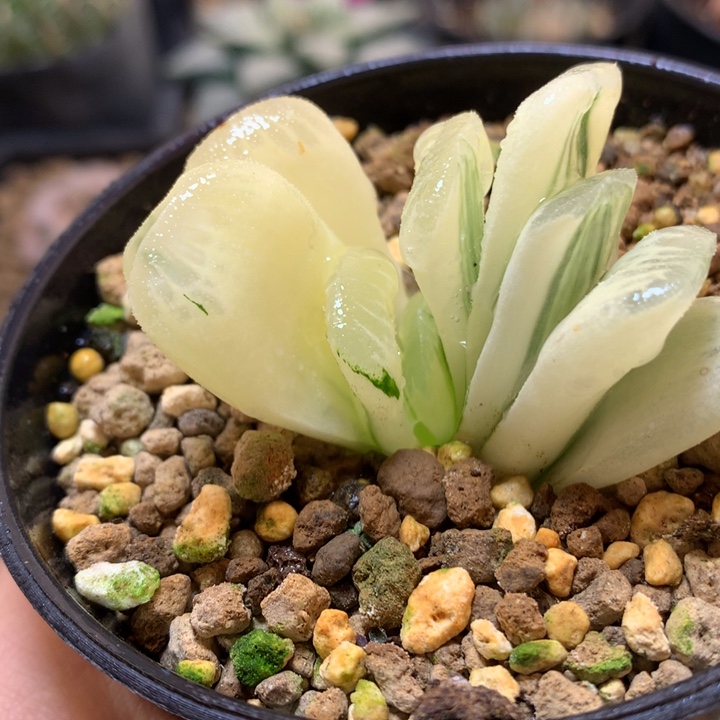 糊斑斑玉扇带盆土发货