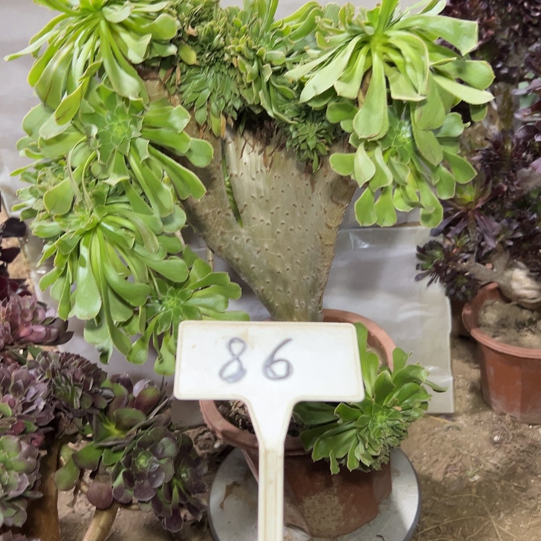 多肉植物原始绿缀花86