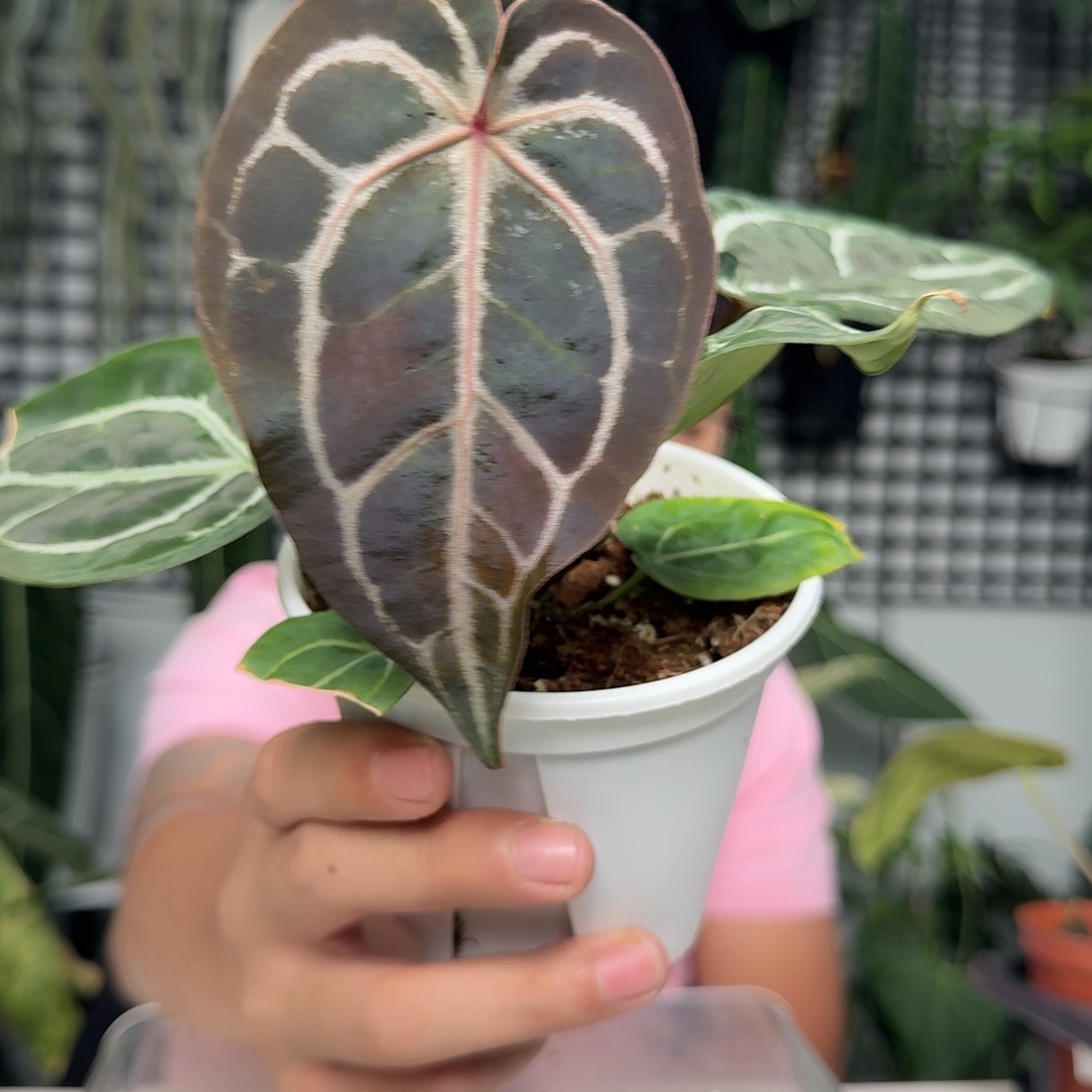 完全开放B183紫水晶杂米歇尔