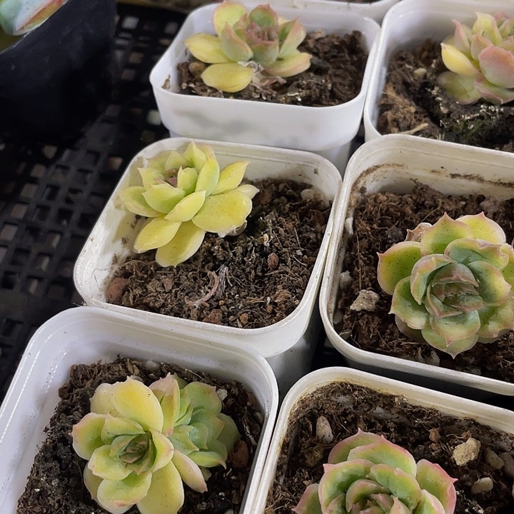 冰晶虾饺带盆土发