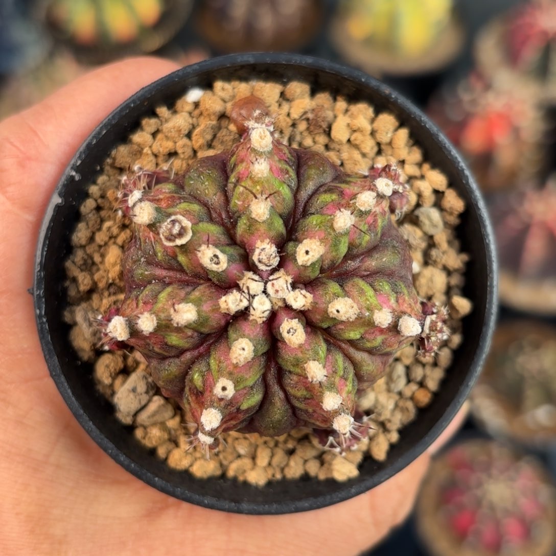 泰系米哈实生仙人球5号