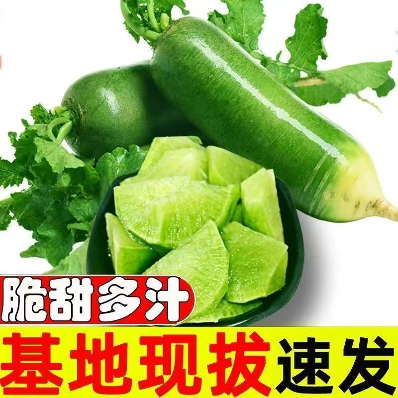 正宗山东潍坊水果萝卜甜脆水果型青萝卜新鲜生吃冰淇淋萝卜