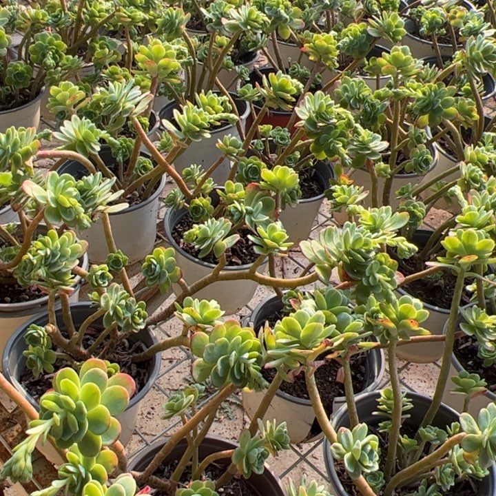 新疆包邮 薄化妆