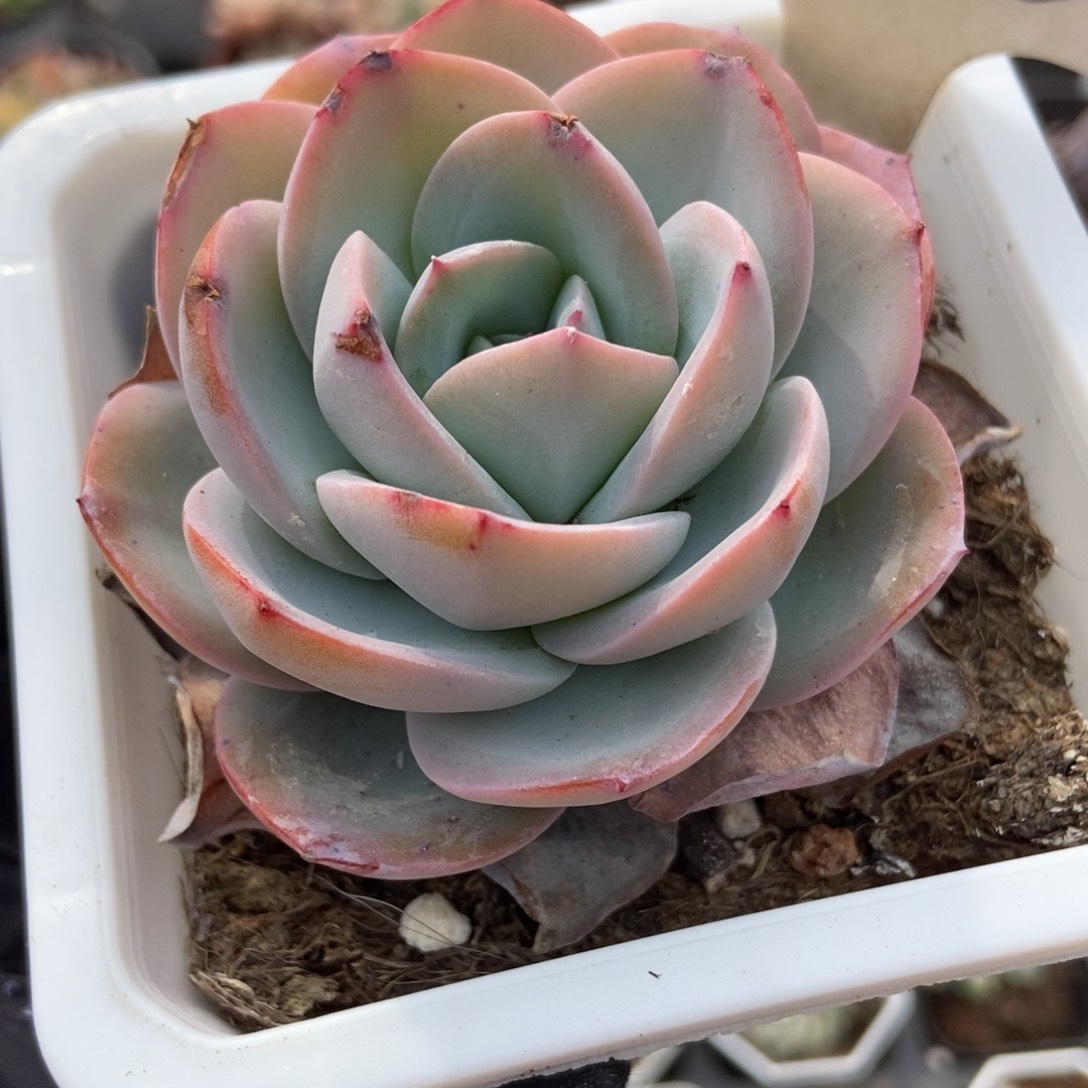 1053布鲁蓝多肉植物保护