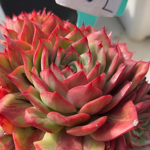 28星巴景单头一个脱土