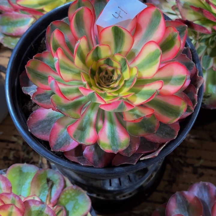 用***2云南爱丽丝好看41号