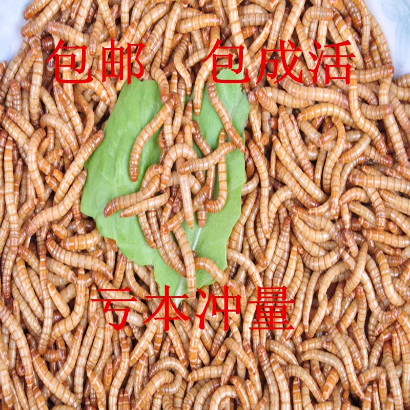 黄粉虫活体面包虫鲜活饲料适用于鹦鹉龙鱼仓鼠等宠物
