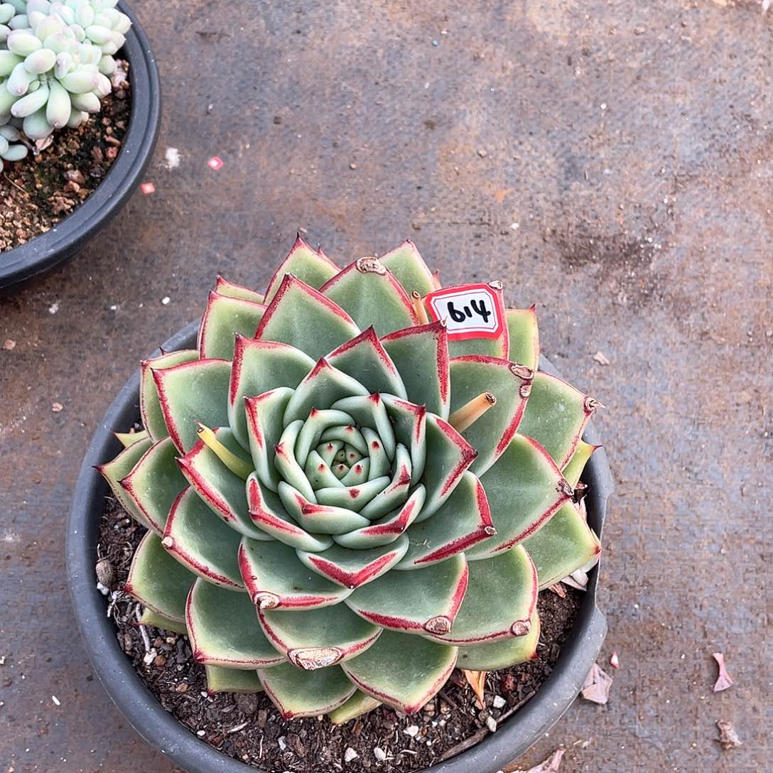 614乌木 一物一拍多肉