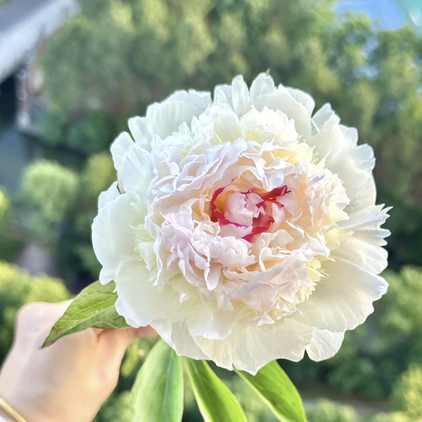 冰岛雪糕进口观赏芍药花苗带根块多年生正宗重瓣大花庭院盆栽芍药