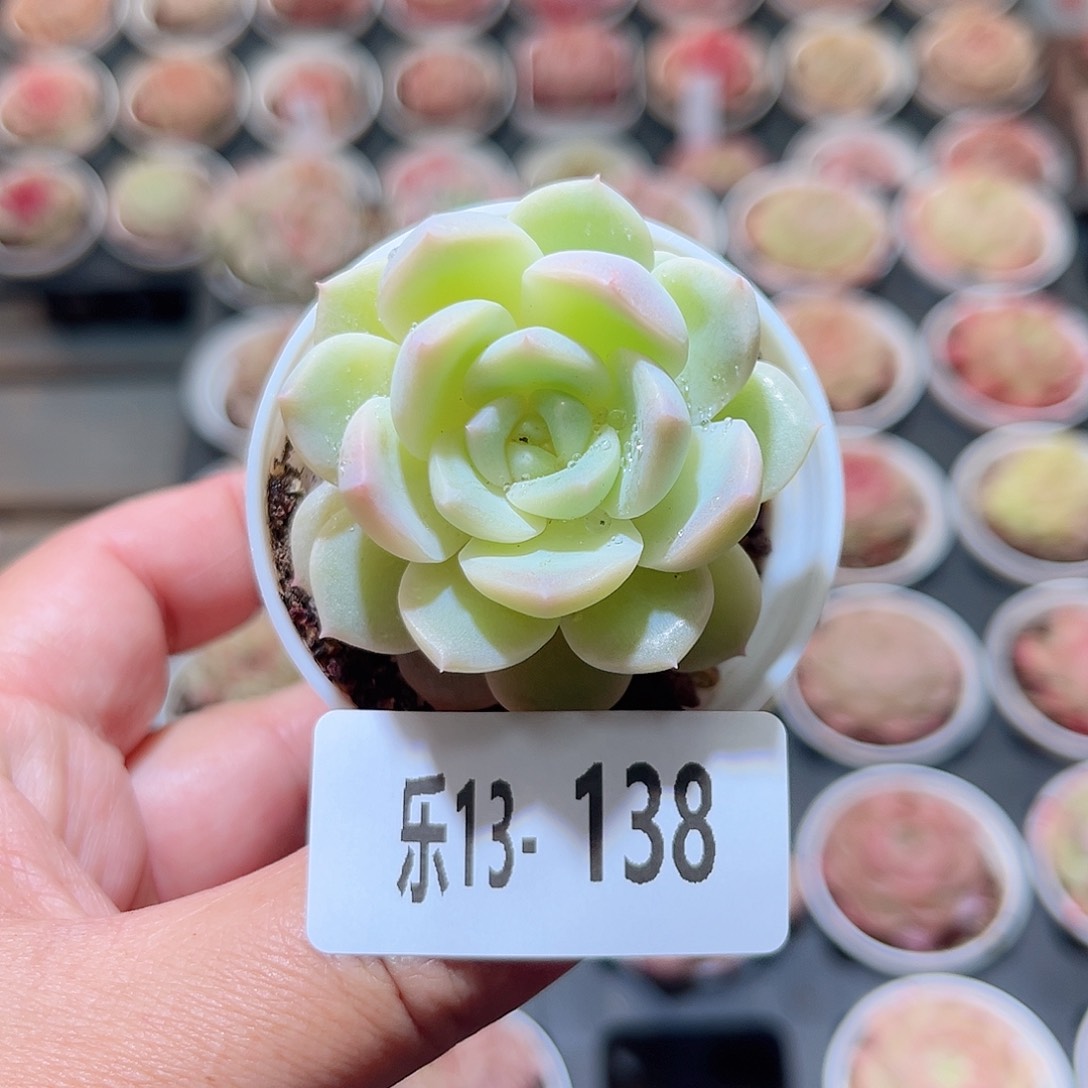 乐13-138 新品单头 