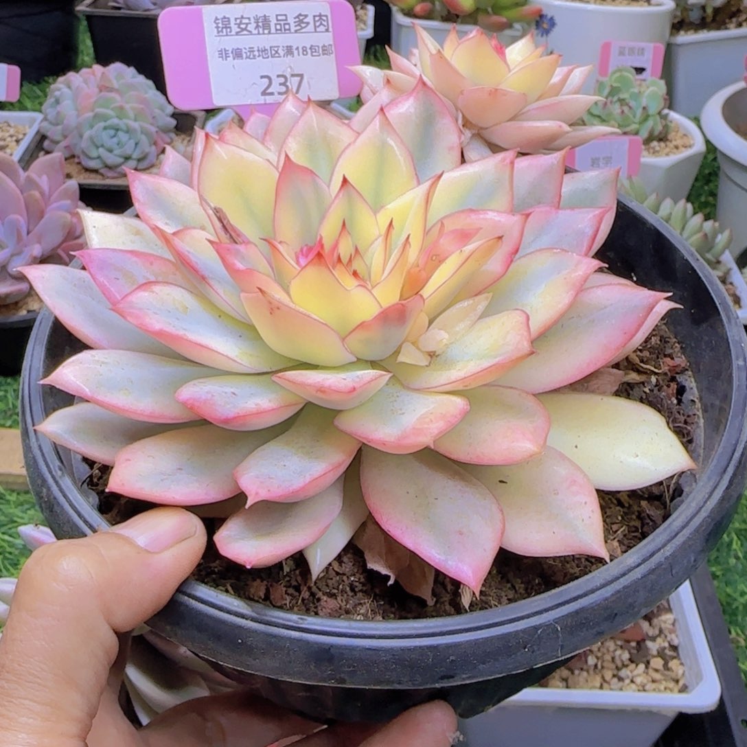 锦安精品多肉植物237