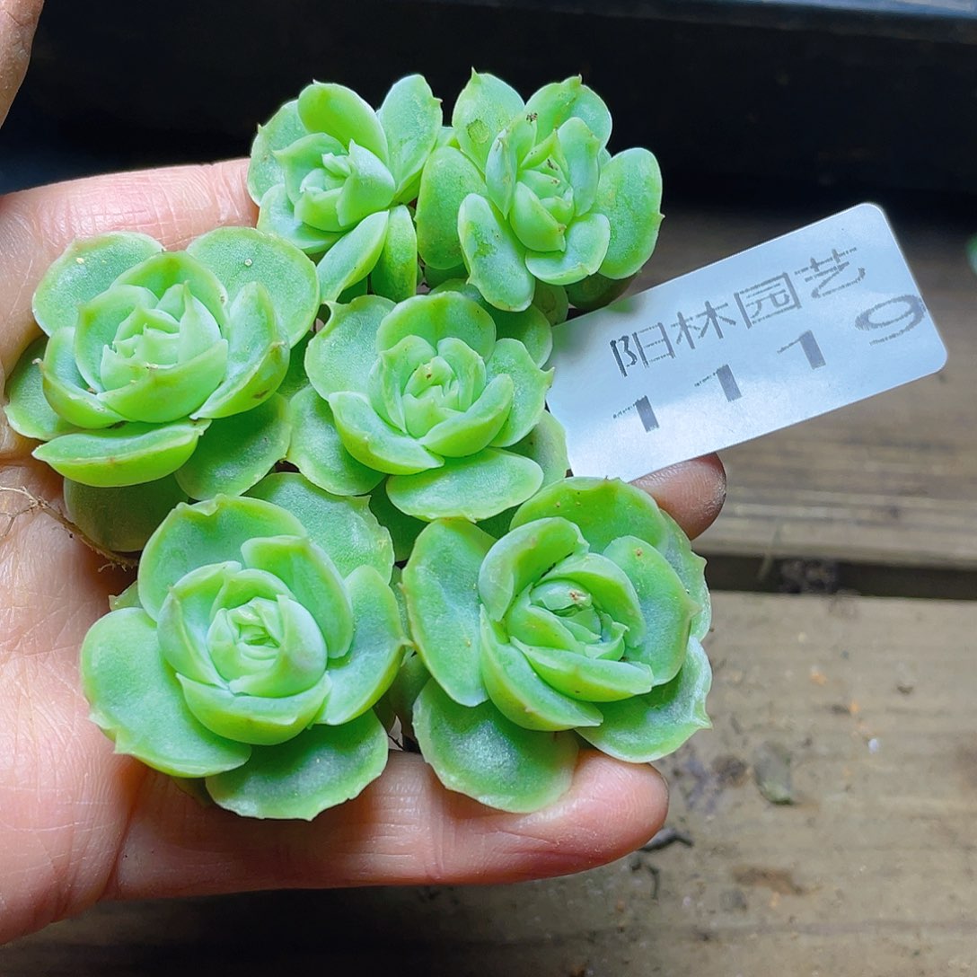 多肉植物多肉植物1119