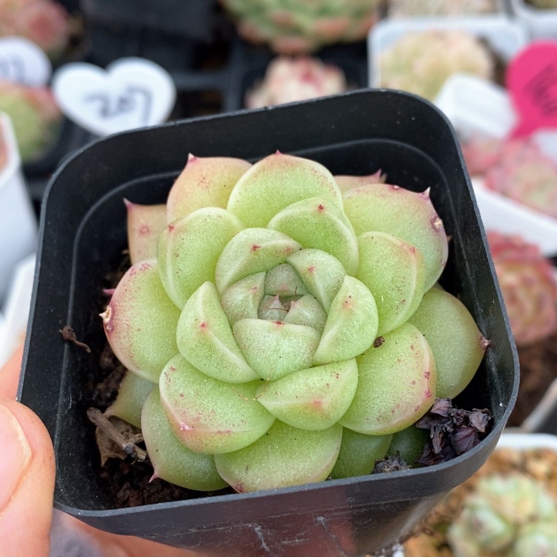 精品多肉一物一拍不包整343