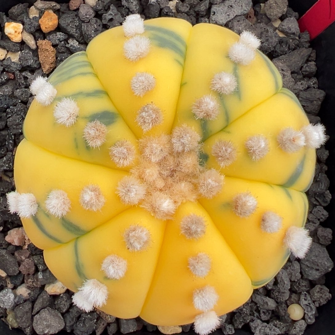 无花朵红茶的花花花