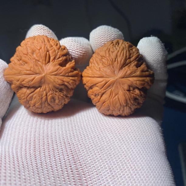 38肚40九五至尊狮子头