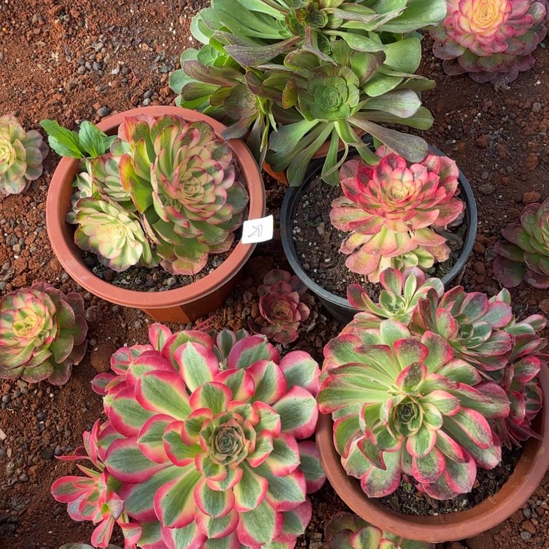 云南多肉植物组拍