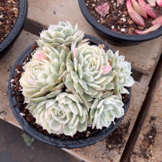 昂斯洛锦 夏鸣园艺