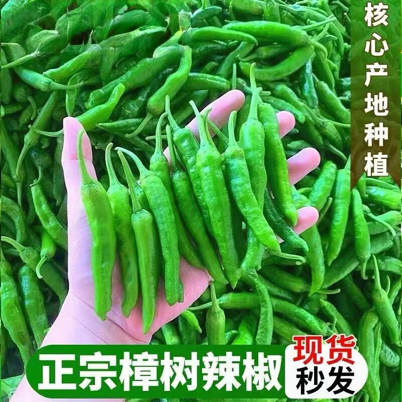 正宗樟树品种新鲜小青椒薄皮辣椒富晒现摘农家产地自种包邮ZB1