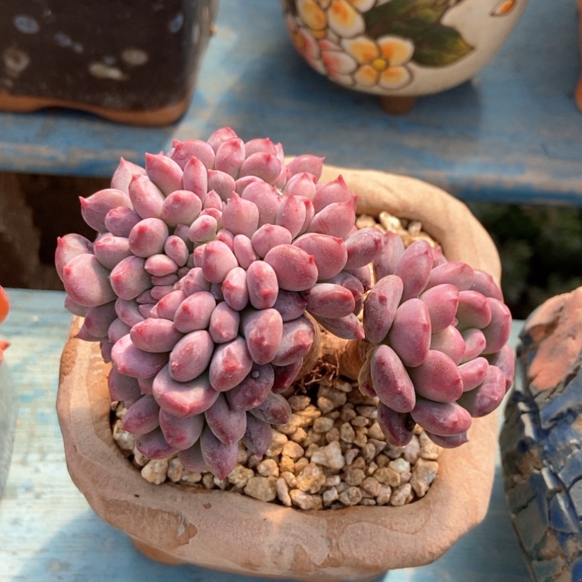 【闪购商品】玛瑙缀