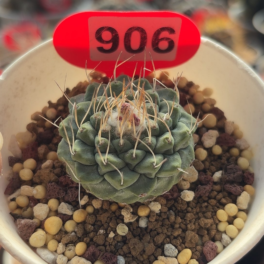 仙人球实生仙人球菊