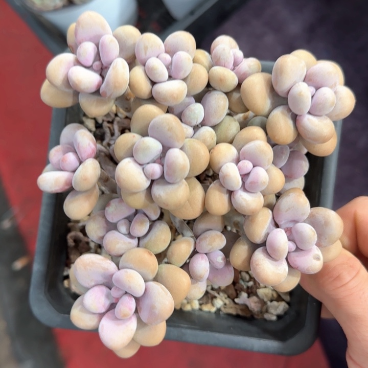 13厘米的尺寸一物一拍的