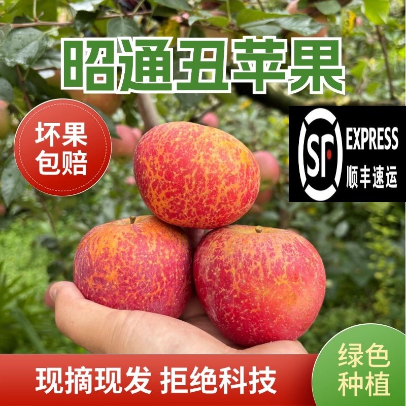 【昭通丑苹果顺丰专线】苹果红富士新鲜采摘脆甜5/10斤丑苹果