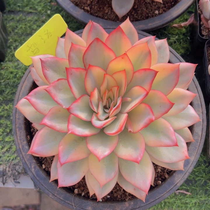 健健康康平平安安