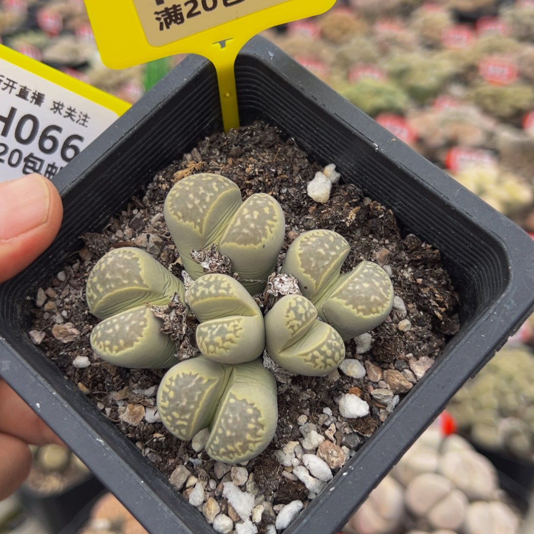 065 生石花不带盆大群生