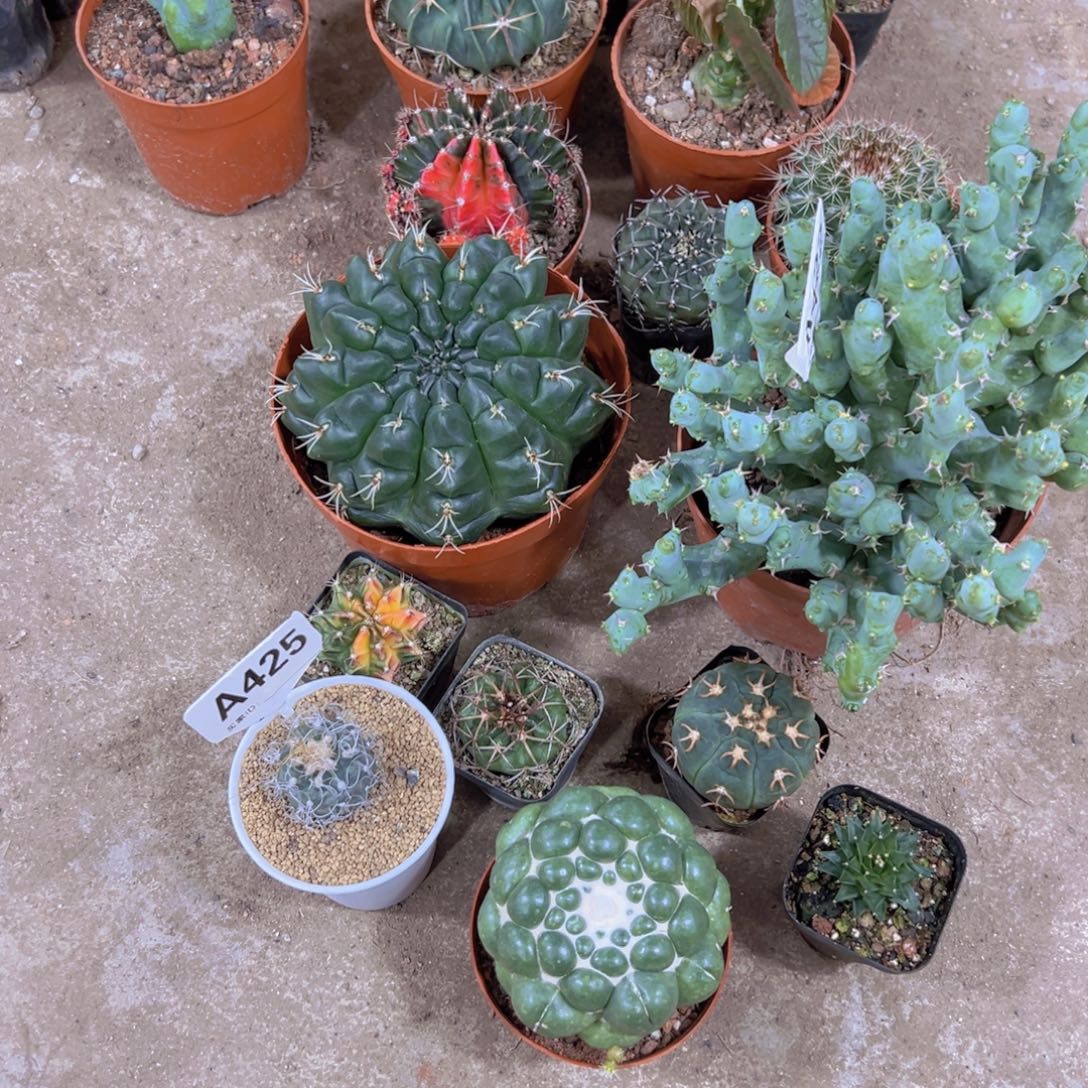 忍***者我说不出来你在那啊亲的好不好