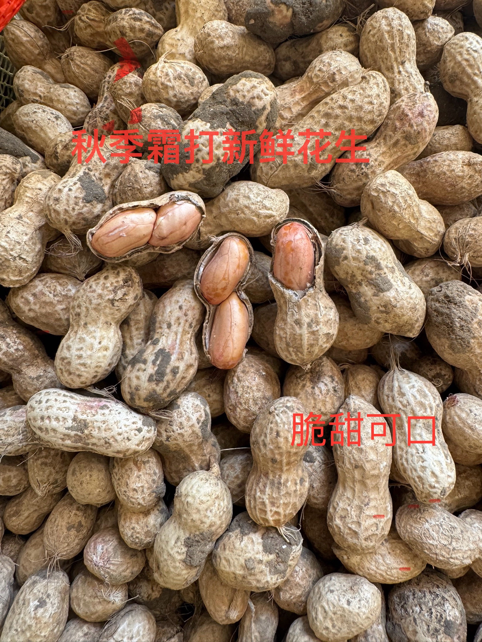 新鲜现挖2025年老品种秋季霜打鲜花生农家现挖湿花生现挖现发