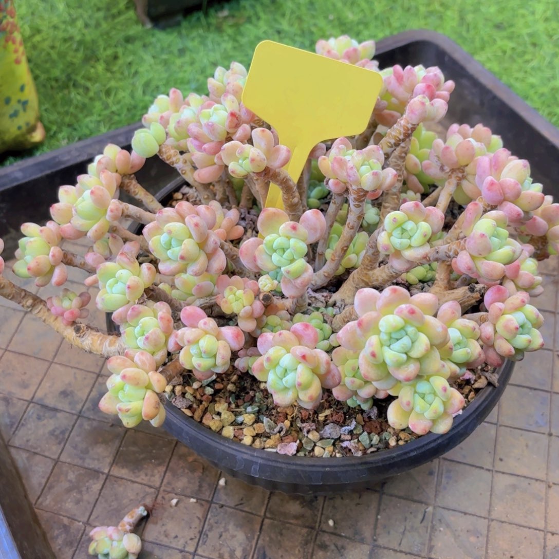 A***t云南金致精品多肉