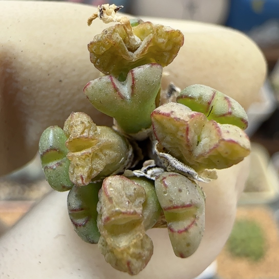 682海伦娜福利福利