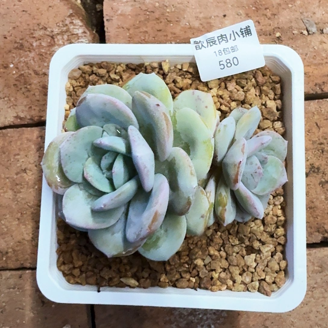 多肉植物奶茶双头580