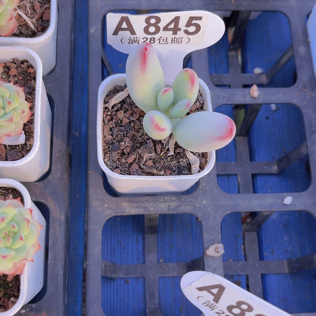 A845白娘子一物一拍