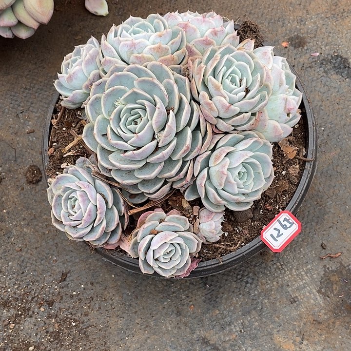 1265约瑟琳 一物一拍多肉