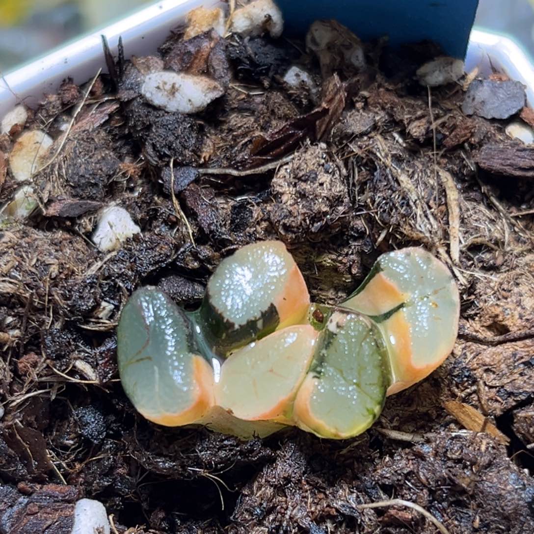 恭喜发财大吉大利0253