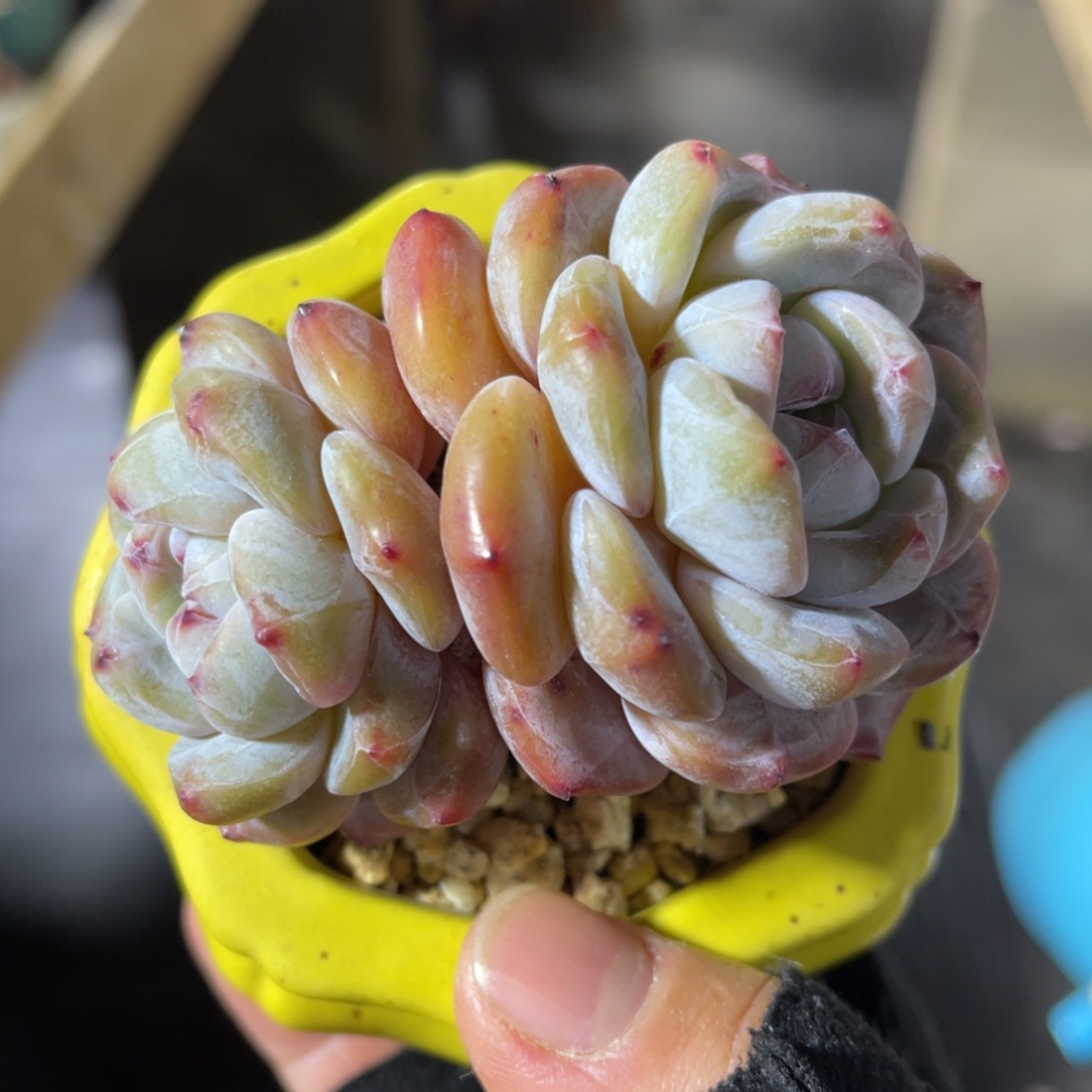 星影石榴籽 一物一拍不支持退换