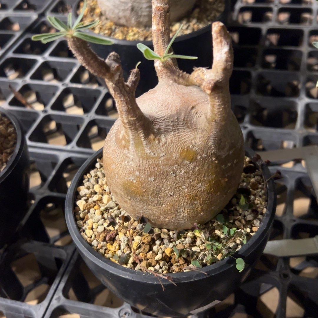 哈***文象牙宫生庄不包售后分开拍四次