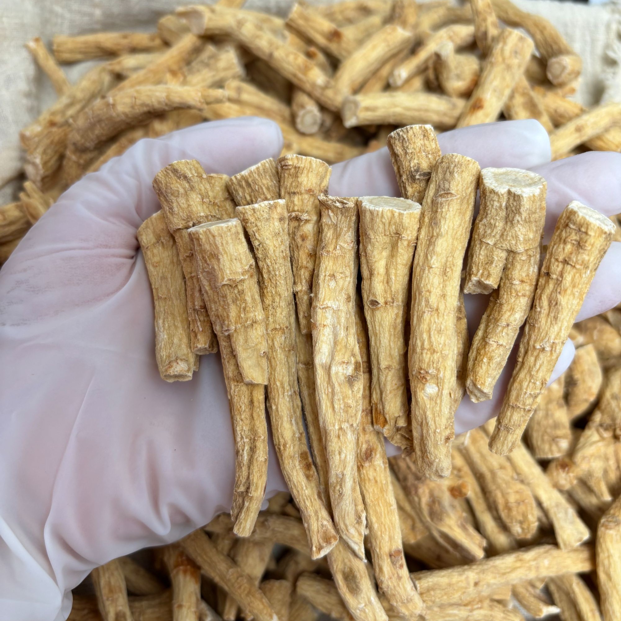 【粉丝大福利】 加拿大西洋参大段 大腿 大丁 可切片 泡水煲汤炖煮
