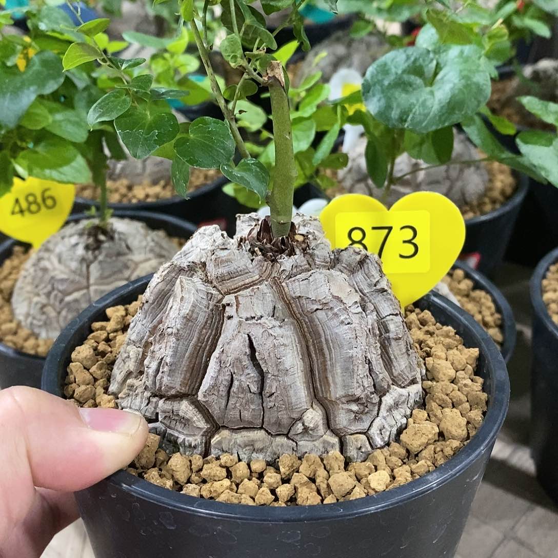 南非龟甲龙龟甲龙