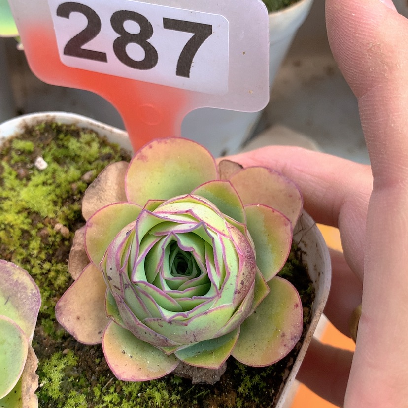 【闪购商品】yjj287福利